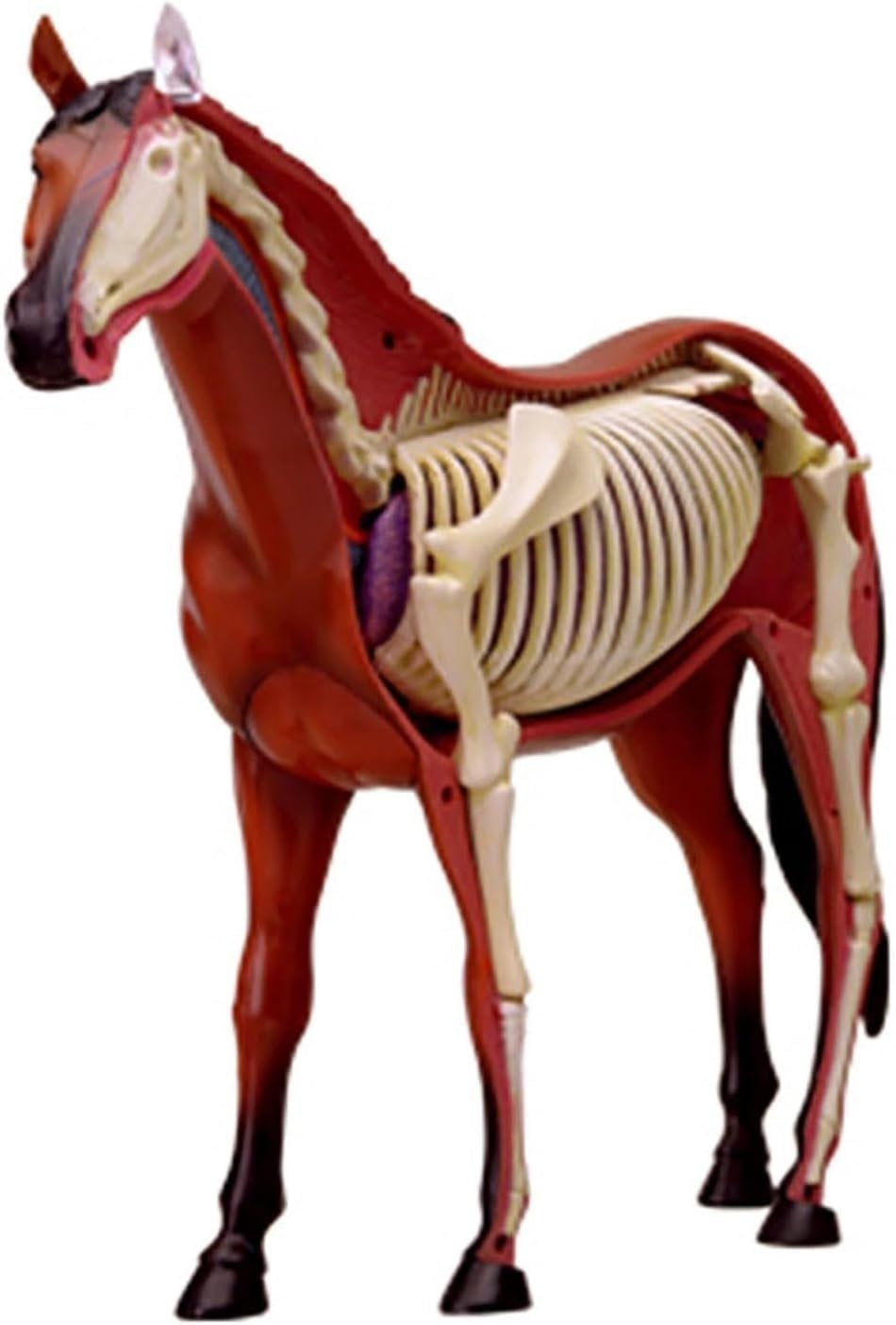 Modelo de acupuntura equina, Modelo de anatomía equina 4D, espécimen de Esqueleto Animal, 26 Piezas Desmontables, Modelo de enseñanza médica para clínica Veterinaria, formación Veterinaria, demostrac