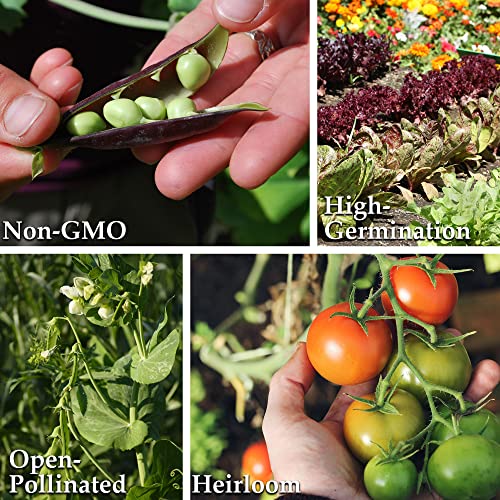Currant Red Cherry Tomato Seeds For Planting - 250 Mg Packet ~60 Seeds - Solanum Lycopersicum - Indeterminate Tomato Seed - Farm & Garden Vegetable Seeds - Non-Gmo, Heirloom, Open Pollinated, Annual #TOP4