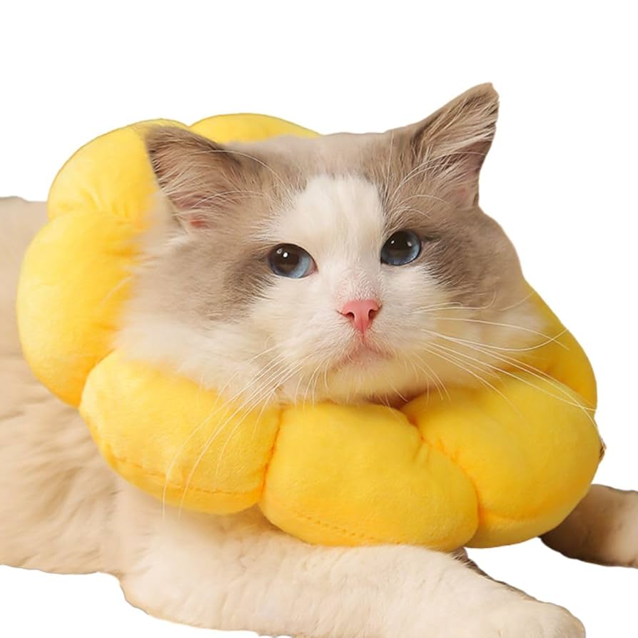 Amazon | KURONEKOYA 【愛玩動物飼養管理士監修】 エリザベス