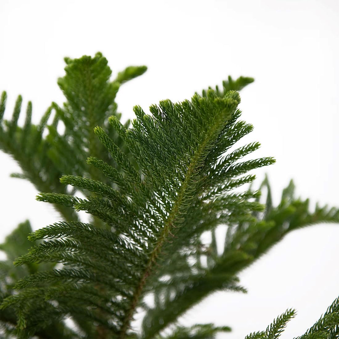 American Plant Exchange Norfolk Island Pine Tree, Easy Care Indoor or Outdoor Houseplant, Large 10-Inch Pot, Live Evergreen Décor