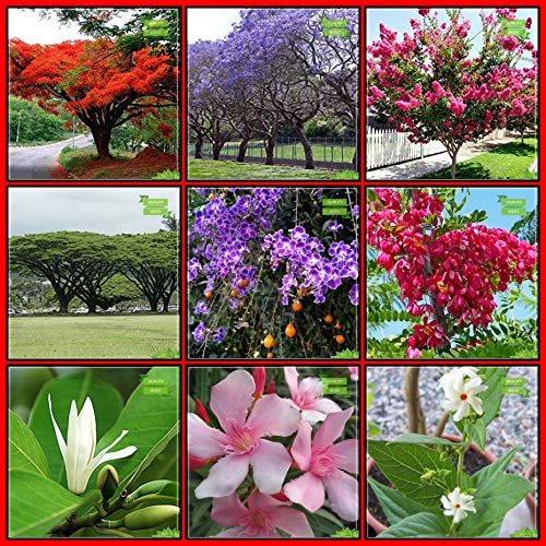 Creative Farmer Gardening Seeds Combo Tree Seeds : Blue Jacaranda, Flame Tree, Lagerstroemia Speciosa, Coco Tamarind, Champak, Duranta Varigata, Apple Blossom, Indian Oleander, Night-Flowering Jasmine Fruit Seeds For Home Garden