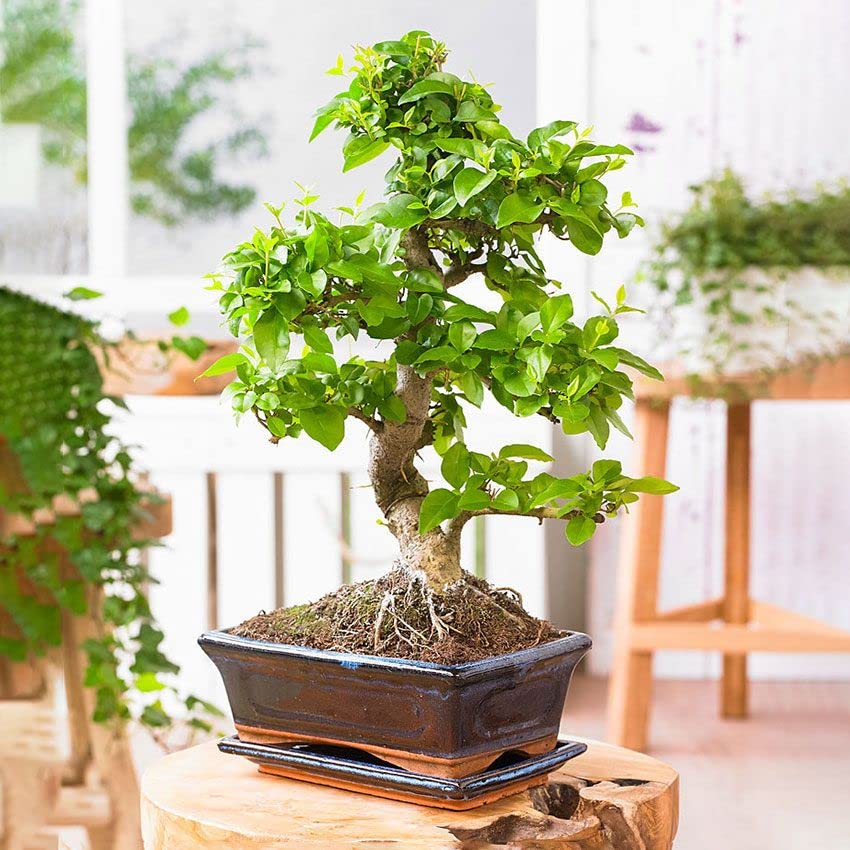 Bonsaiworld Bonsai Baum Starter Kit - Ideales Änfanger-Pflegeset mit Buch & Schere - Zimmerbonsai S-Form, ca. 10 Jahre alt - Pflegeleicht, tolle Dekoration für Wohnzimmer & Büro - Höhe: 25-30 cm - Image 3