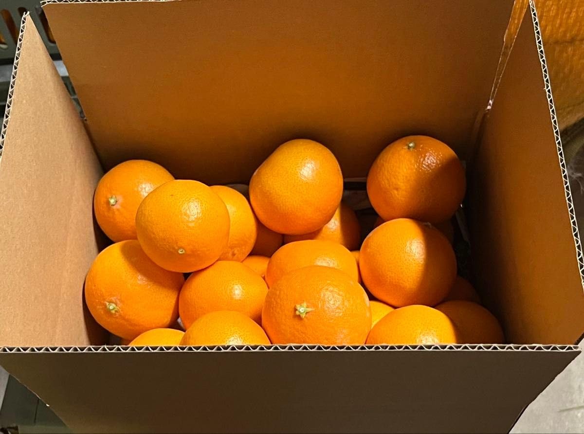 秀　中島プリンセス　愛果48号　500円引き　紅プリンセス同品種　小玉10kg Amazon.co.jp: 瀬戸内プリンセス 愛果48号 （※紅プリンセス同品種