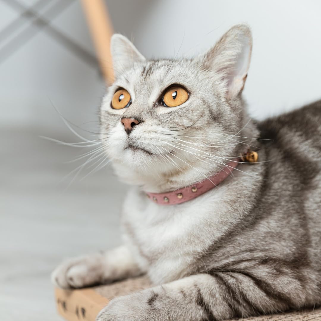 Katzenhalsband, Samt mit goldenen Messingelementen, Quantenenergie & Heilfrequenzen, blau, für Katzen