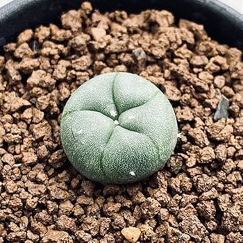 サボテン ロフォフォラ 小吹烏羽玉 実生 ※鉢のまま発送 e7fb9b2094c9d74e923458067250d4