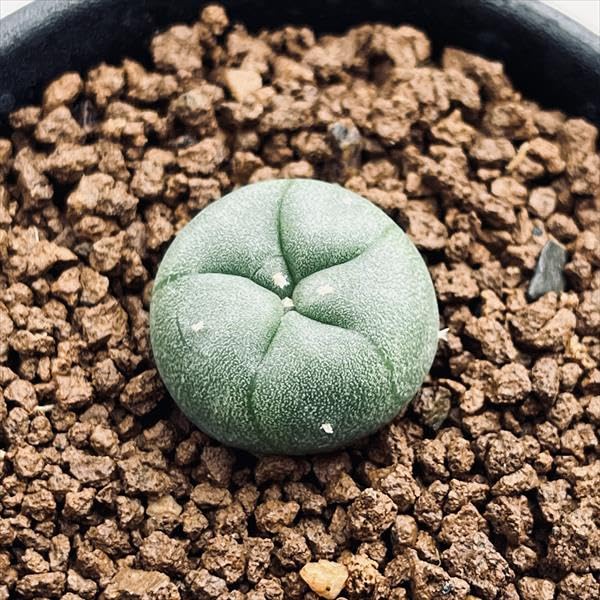 Amazon｜サボテン ロフォフォラ 烏羽玉 S｜観葉植物 オンライン通販