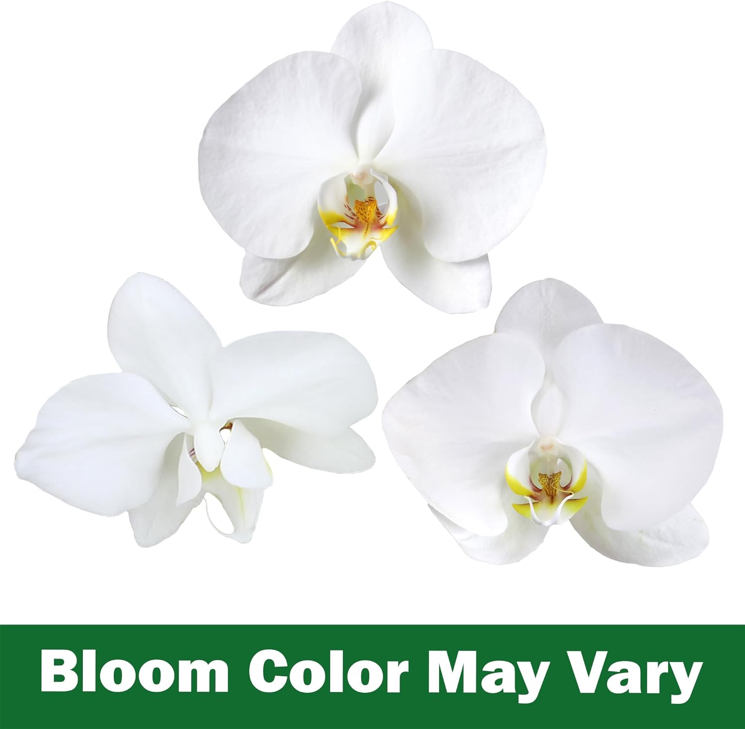 Large White Live Orchids Blooming in 5" Blue & White Orchid Pot, Pet Friendly Live Plant Gifts for Plant Lovers, Approx. 22"+ Tall, Real Houseplants, Phalaenopsis Moth Flowers by Plants for Pets