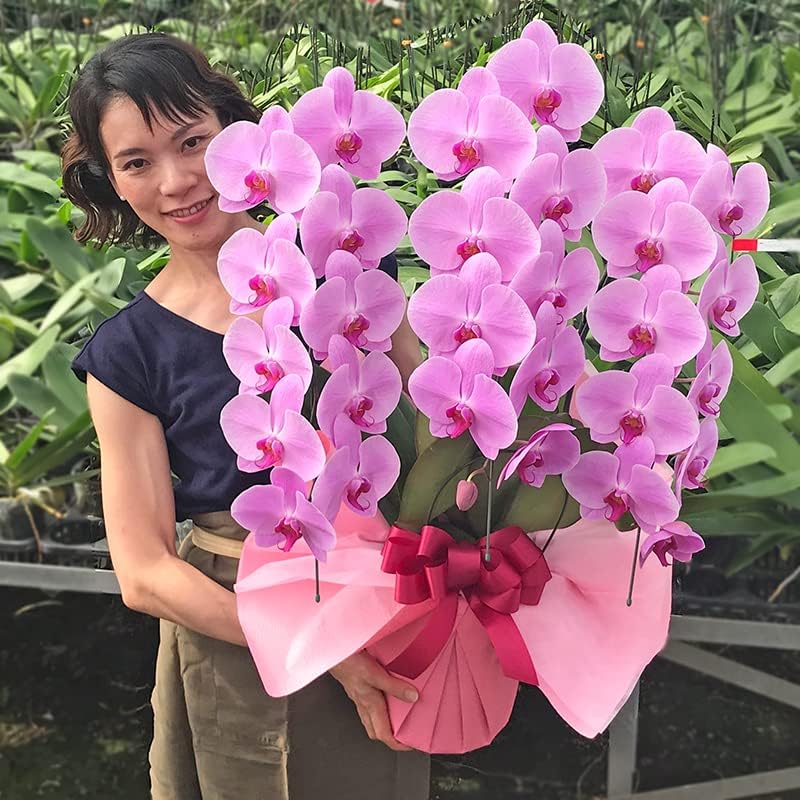 多肉植物✿姫秀麗✿ワイヤーカゴ 多肉 ワイヤーバスケットのおすすめ 多肉植物✿姫秀麗✿ワイヤーカゴ 多肉 ワイヤーバスケットのおすすめ