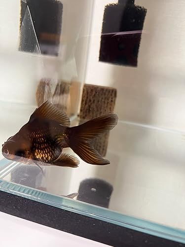 黒出目金① 国産 金魚 黒出目金 1匹 約17cm クロデメキン 出目金 デメキン