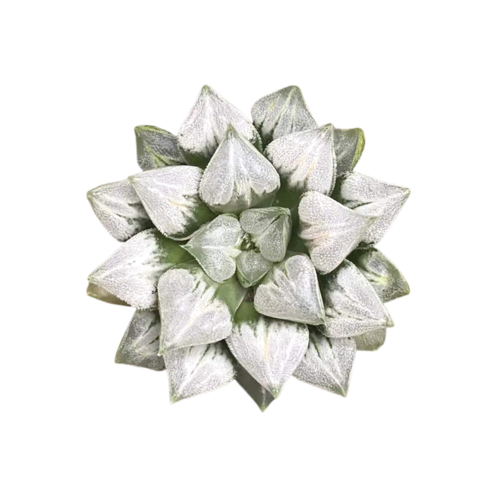 1am Succulents Haworthia Love