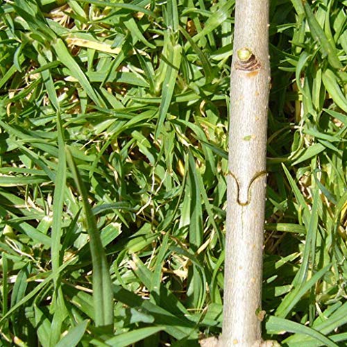 Homyl Berçário Vermelho Enxertia Ferramenta Podador De árvore Ferramentas De Corte Para Galho De Gal