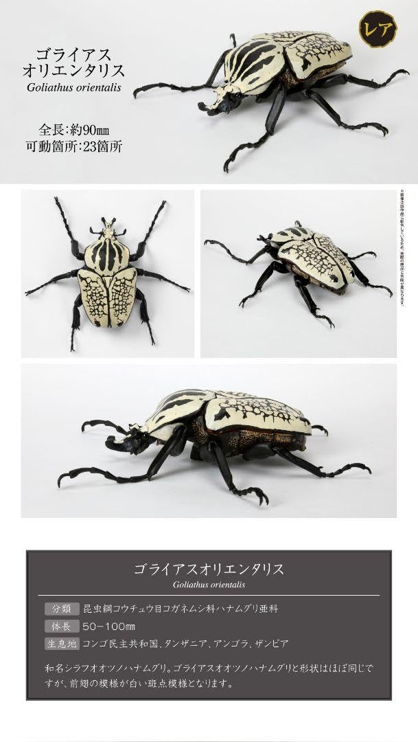 コレクションシリーズゴライアスオリエンタリス-2 コレクションシリーズゴライアスオリエンタリス-2