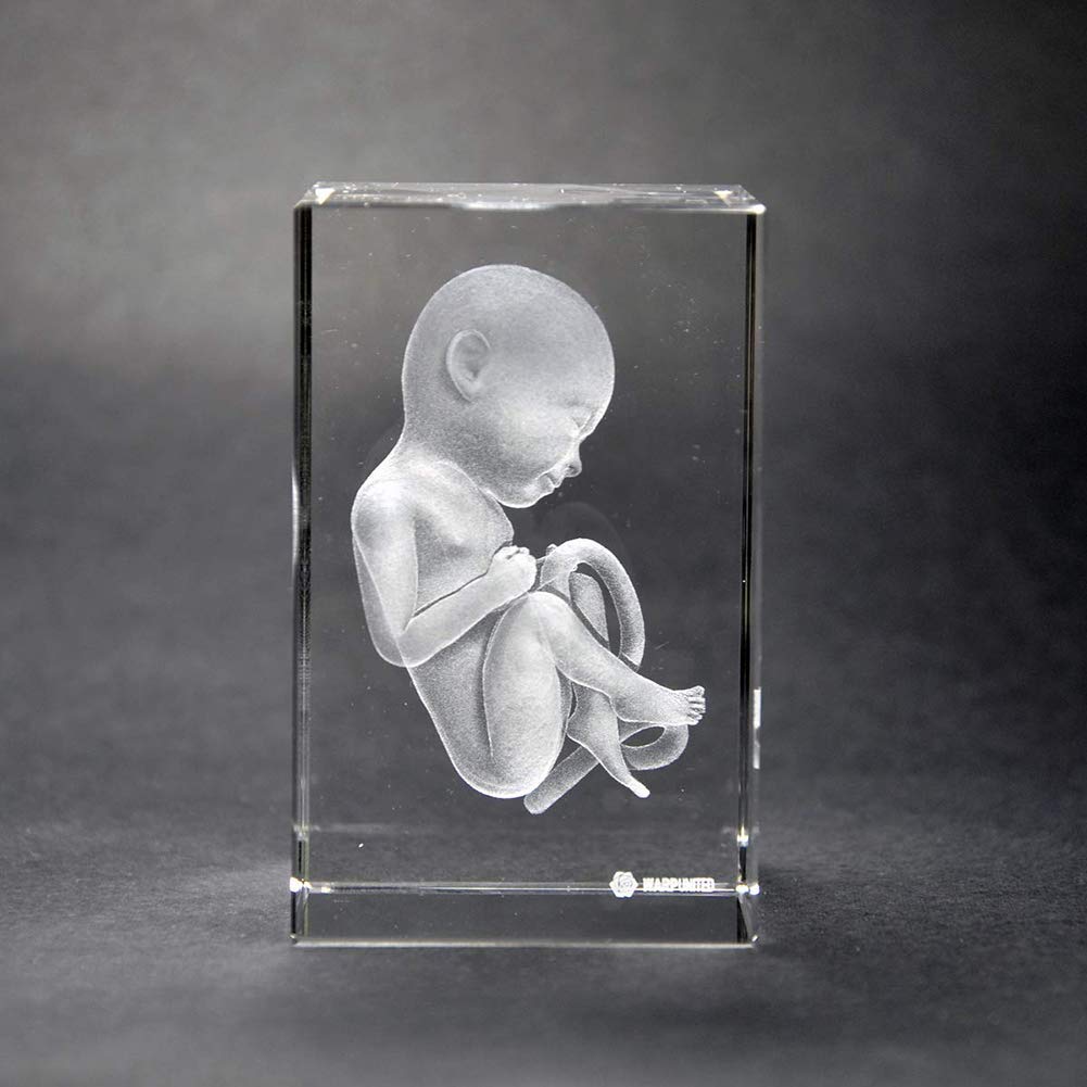 Cristal fœtal 3D AMITD bloc de verre gravé embryon décoration cabinet