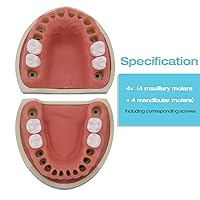 Vista 2 de ANNWAH Dientes de molares extraíbles, dientes de práctica de examen para práctica dental y enseñanza, reemplazan el modelo desmontable