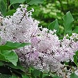 TriStar Plants - Miss Kim Lilac, 1 Gallon Trade Pot, Syringa Pubescens Subsp. Patula 'Miss Kim, Fast Growing Trees
