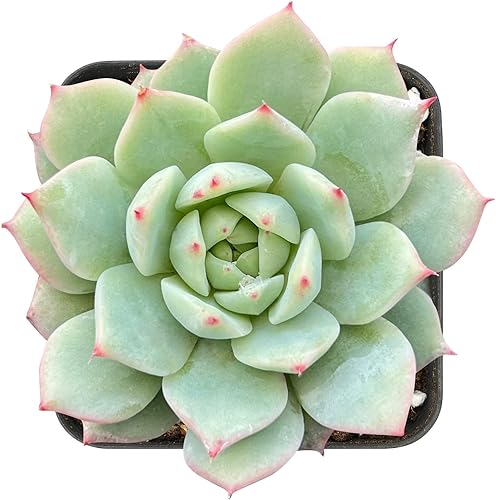 Echeveria 'Alba Beauty', 1 mini planta suculenta viva totalmente enraizada en macetas de inicio de 2 pulgadas con mezcla de tierra, planta de casa