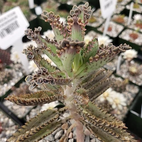 Mothers Of Thousands Kalanchoe Live Plant 3 To 5 Inc Tall Starter, Kalanchoe Succulent #TOP1