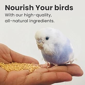 Brandsfinity 400g Bird Food for Small Birds – White Millet