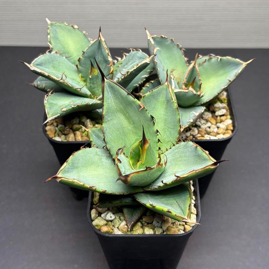 アガベ オテロイ実生 3株セット 特選株】アガベ・オテロイ 裏棘 3号