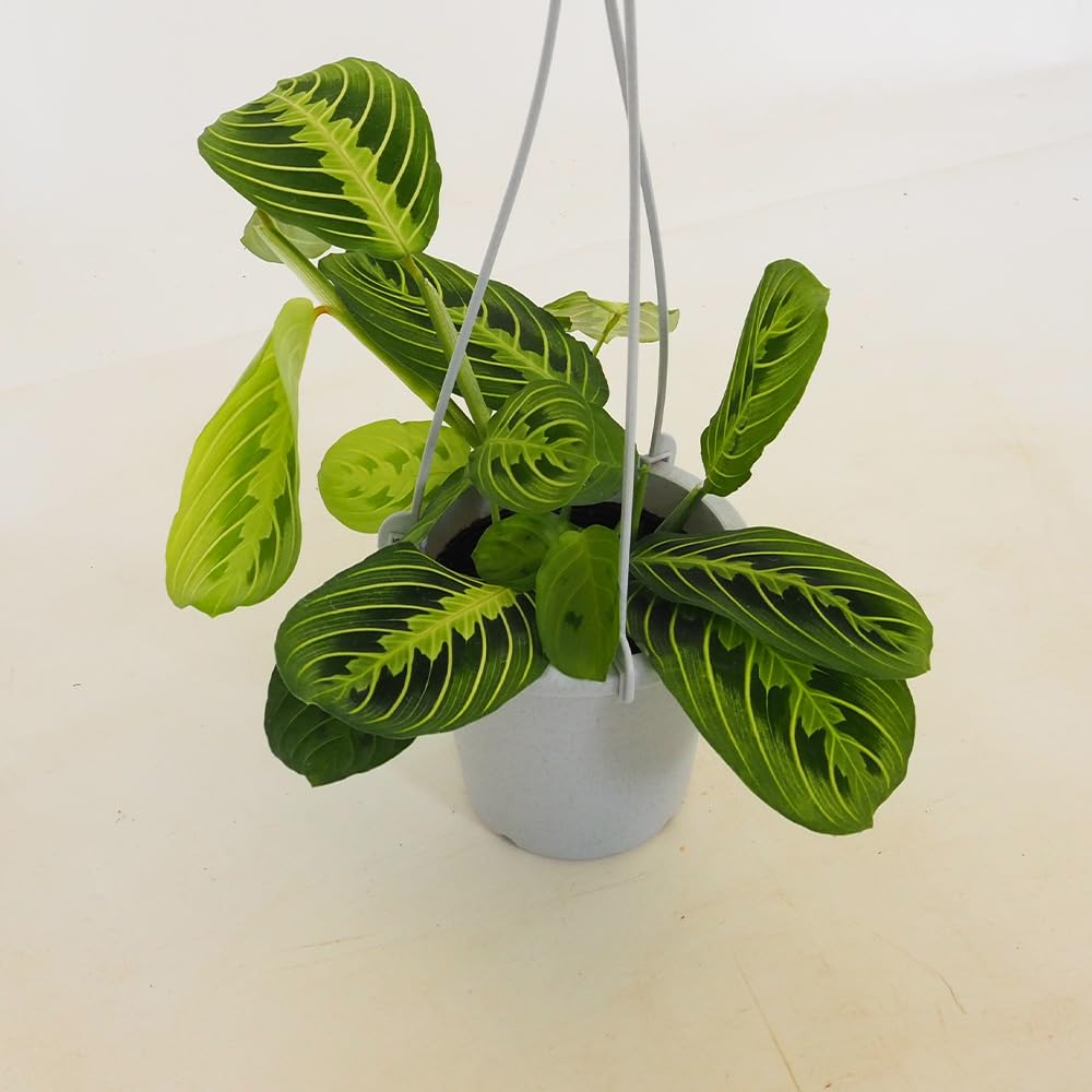 観葉植物 マランタ おしゃれ 観葉植物：マランタ レウコネウラ マッサンゲアナ*5号吊り その他観葉植物