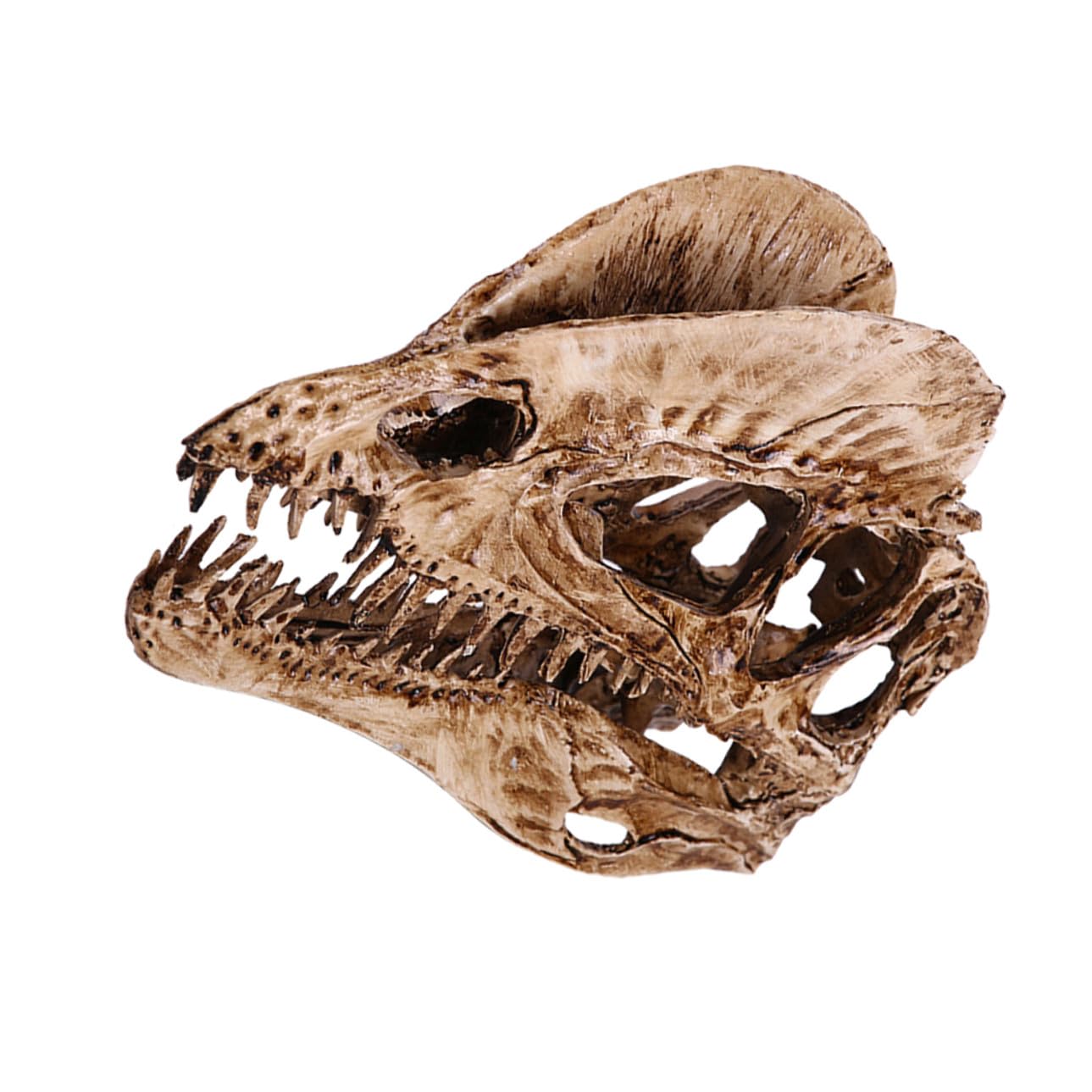 Crâne de dinosaure Dilophosaure en résine réaliste pour décoration