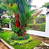 10 RED Sealing Wax Lipstick Palm Tree Seeds (Cyrtostachys Renda) House Plant