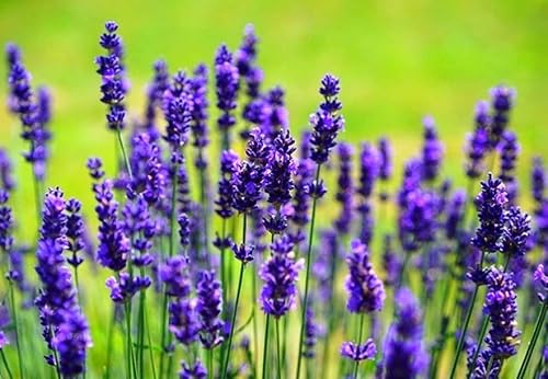 Miniatura 4 de Planta de lavanda inglesa Hierbas no transgénicas para plantar