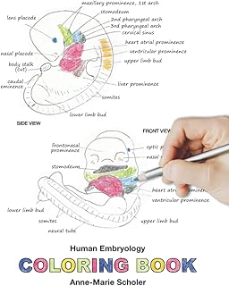 Human Embryology Coloring Book