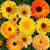 Calendula Seeds - Hardy Annual Flower Seed, Easy Growing, Attracts Bees & Butterflies, Ideal for Gardens, Flower Beds, Containers & Borders, Low Maintenance