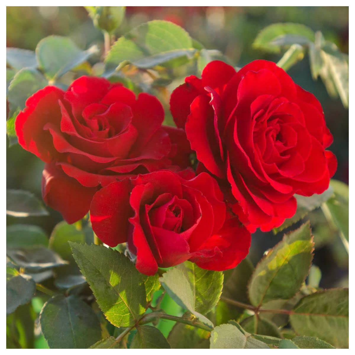 Royal Paradise Garden Rare Hybrid Veriety Rose Flower Seeds 20 Seeds- Variety: ROSE040 (B09XHKWFPF) Amazon Price History, Amazon Price Tracker