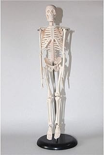 Anatomy Model, Skeleton Teaching Model, Medical Standard Skeleton Anatomy Model Skeleton Joint Model 45cm for Medical Demonstration