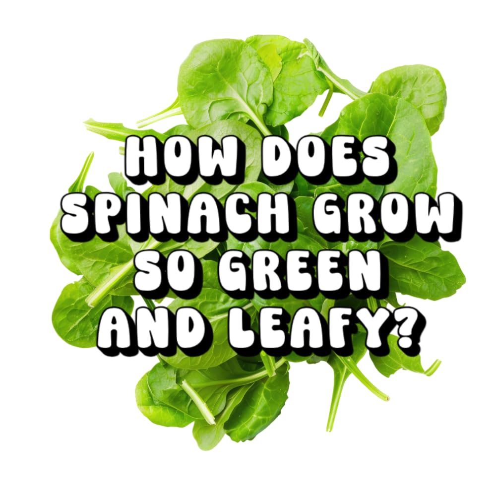 How Does Spinach Grow So Green And Leafy?