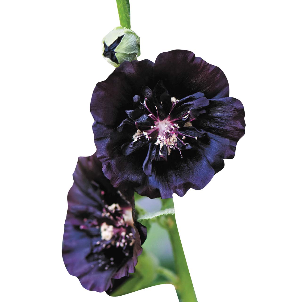 Futaba Alcea Rosea Flower Seeds-Black-100Pcs