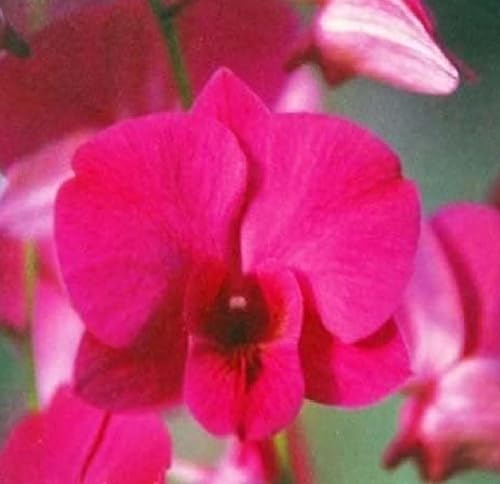 Miniatura 4 de Dendrobium - Plantas hawaianas para orquídeas, 2 unidades, 4-6 pulgadas, de altura enraizada en maceta de 2.5 pulgadas, sin floración, D2