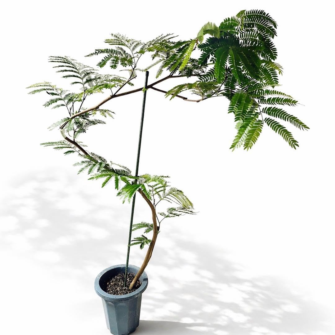 【現品】人気　エバーフレッシュ曲がり　観葉植物 Amazon｜訳あり エバーフレッシュ 曲がり 観葉植物 大型 室内｜観葉