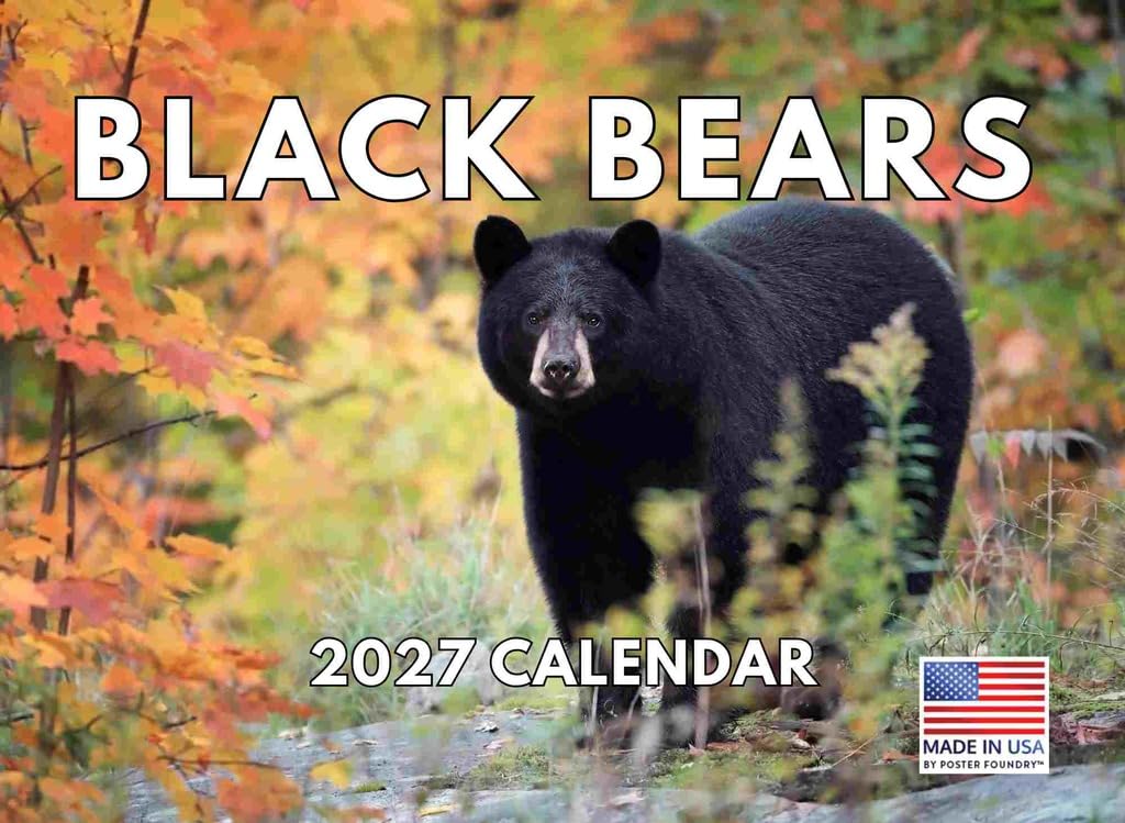 Poster Foundry Calendario mensual de pared 2024 con diseño de oso negro, 12 meses, 12 x 18 pulgadas