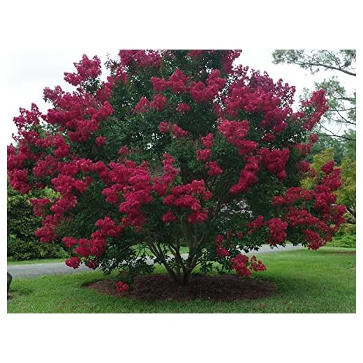 Centennial Spirit Crape Myrtle, Pack of 5, Bright Red, Matures 14'-16' (2-4ft Tall When Shipped, Well Rooted with Pot in Soil)