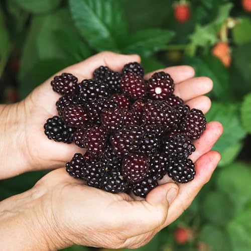 Sweetie Pie BlackBerry Live Plant (5-9" Tall) – Sweetest Thornless Berry Bush – Zones 7-9 – Heat Tolerant Rubus Starter for Patio Containers or Gardens – Disease Resistant & High Sugar Fruit