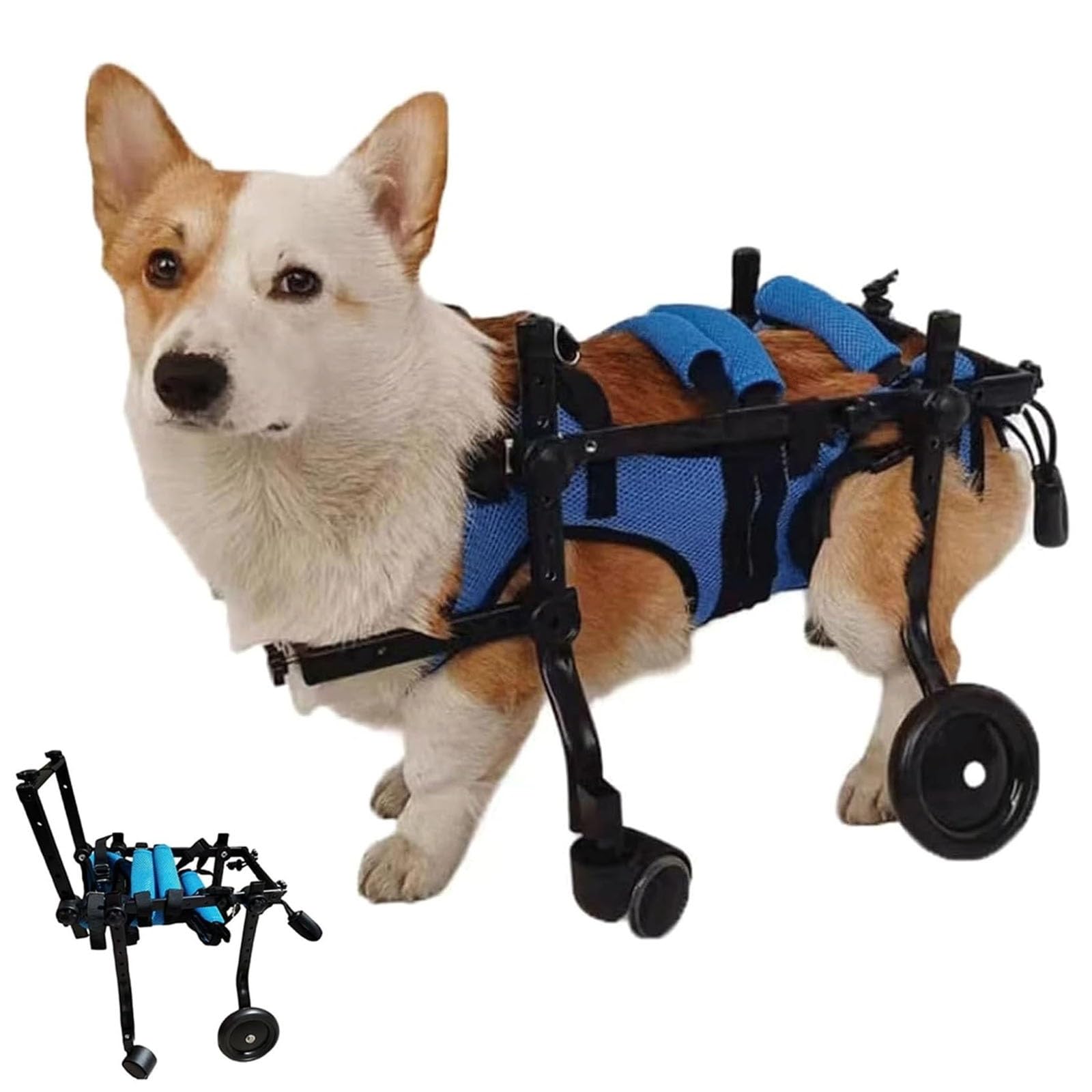 Fauteuil roulant pour chien paraplégique afin de retrouver la marche