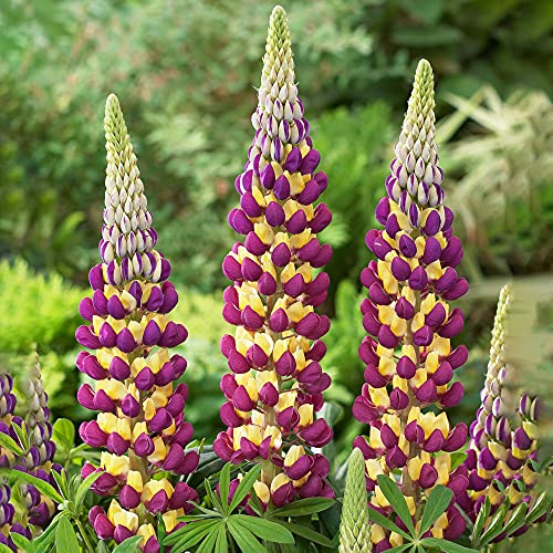 Lupinus Manhattan Lights Perennial Garden Plants Flowering Lupin Plant in Pot (10-20cm Incl. Pot)