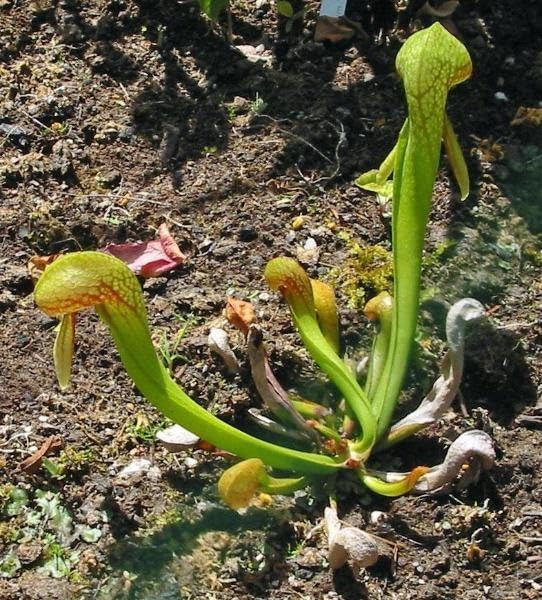 Miniatura 5 de Darlingtonia californica  Planta Jarra California  Lirio Cobra  20 semillas