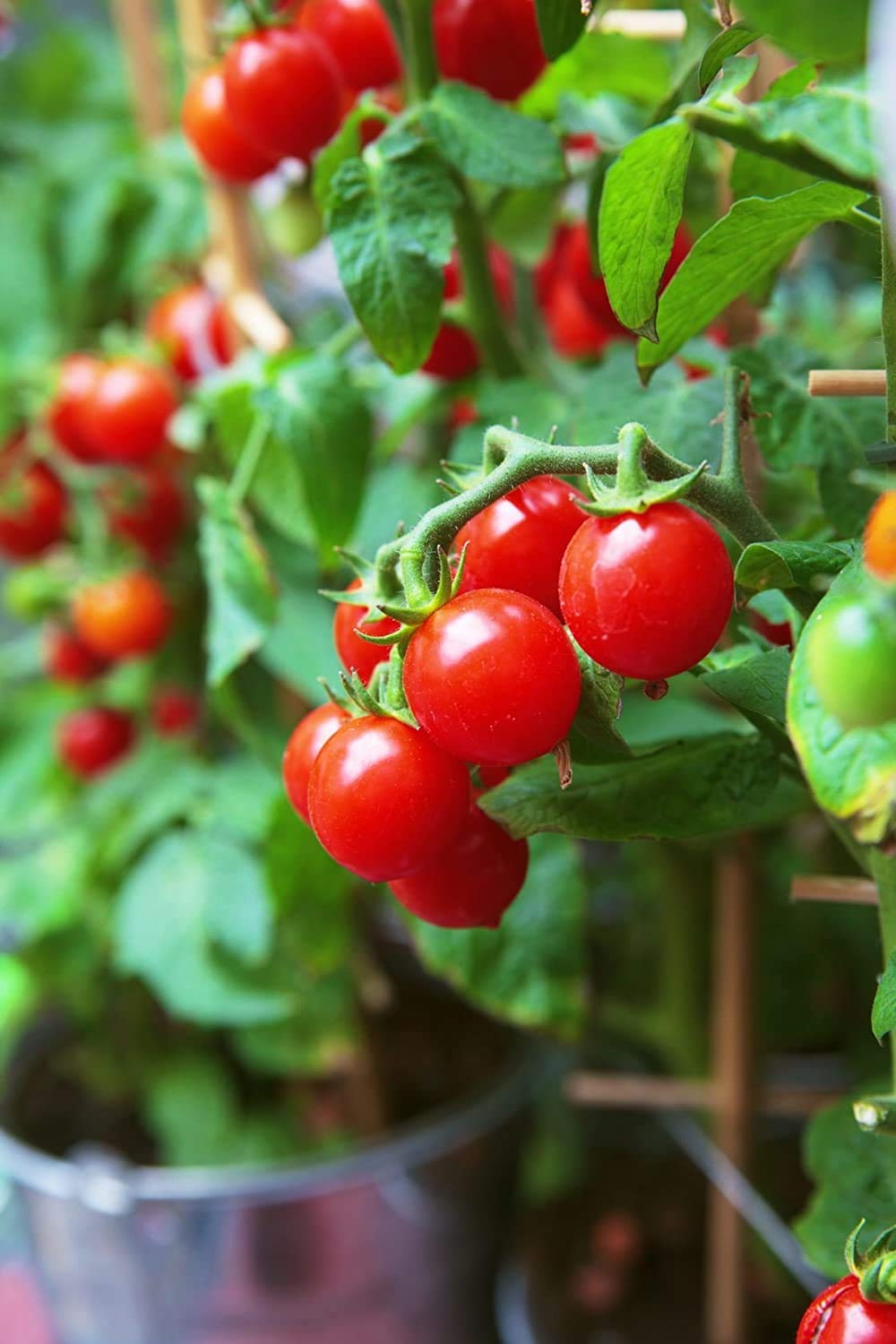 Organic Tiny Tim Dwarf Heirloom Cherry Tomato 50+ Seeds