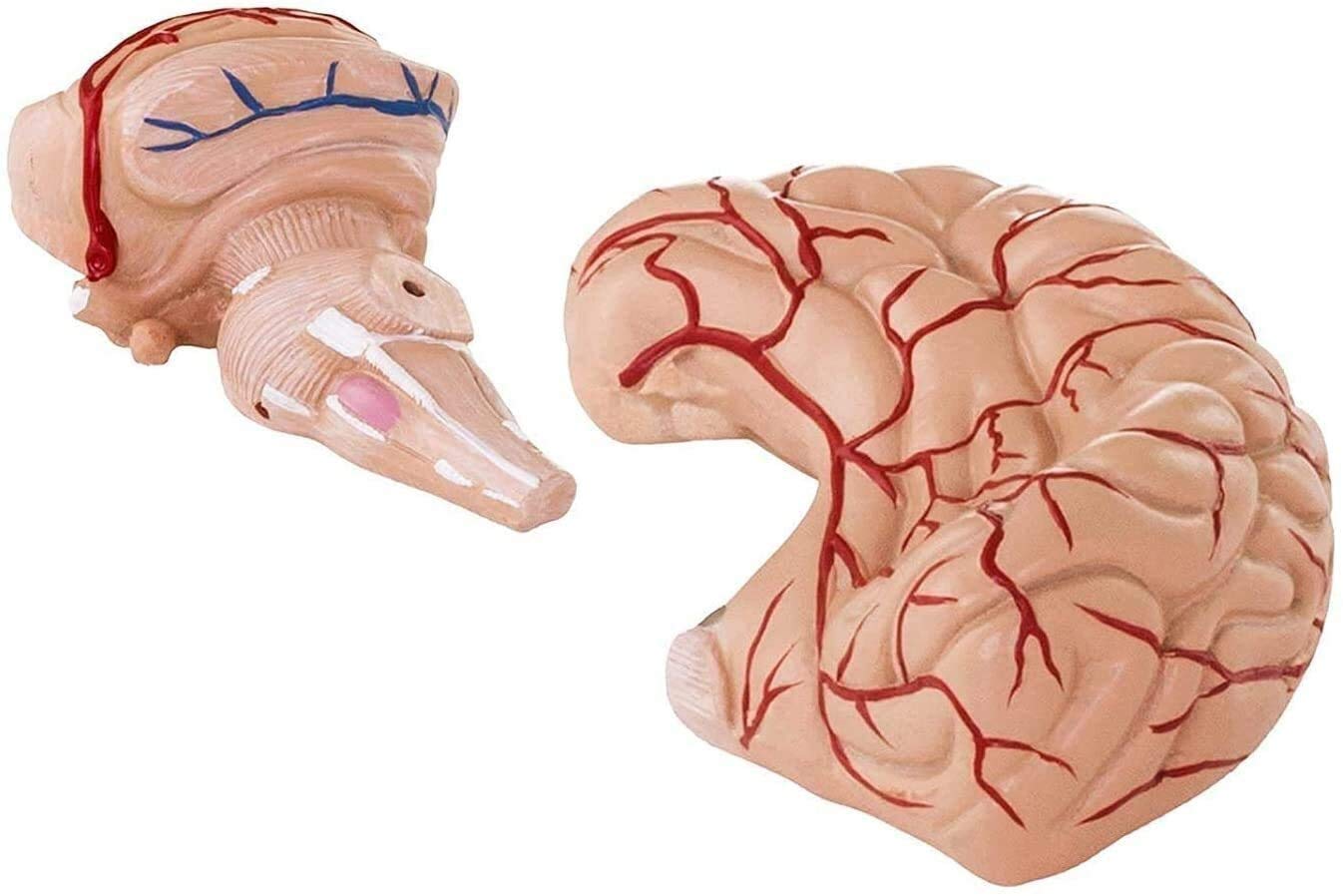 Gehirn Anatomisches Modell Phy BM-1 realistisches 3D-Modell im Maßstab 1: 1-Modell, 9 einzelne Segmente