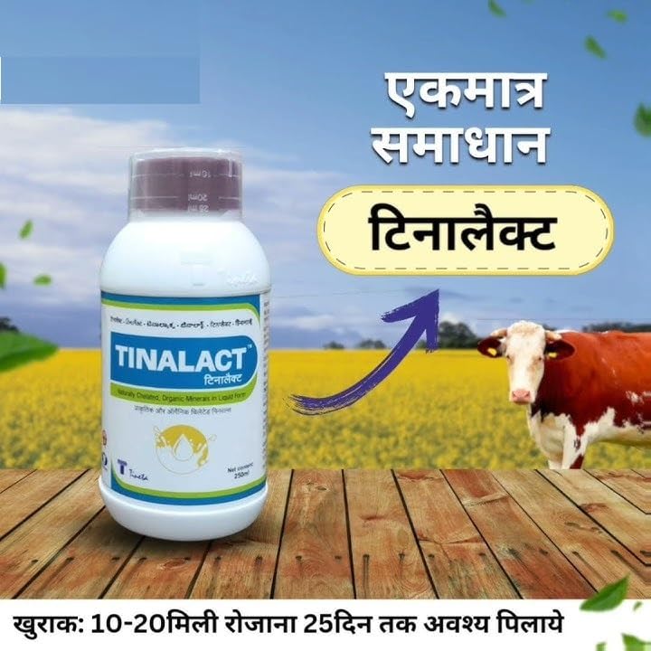 Image of TINALACT Helps in Various Systems to Increase The Performance of Animals.(250ML) with Glove