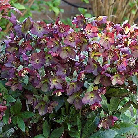 Helleborus Star of Passion Evergreen Plant Cover