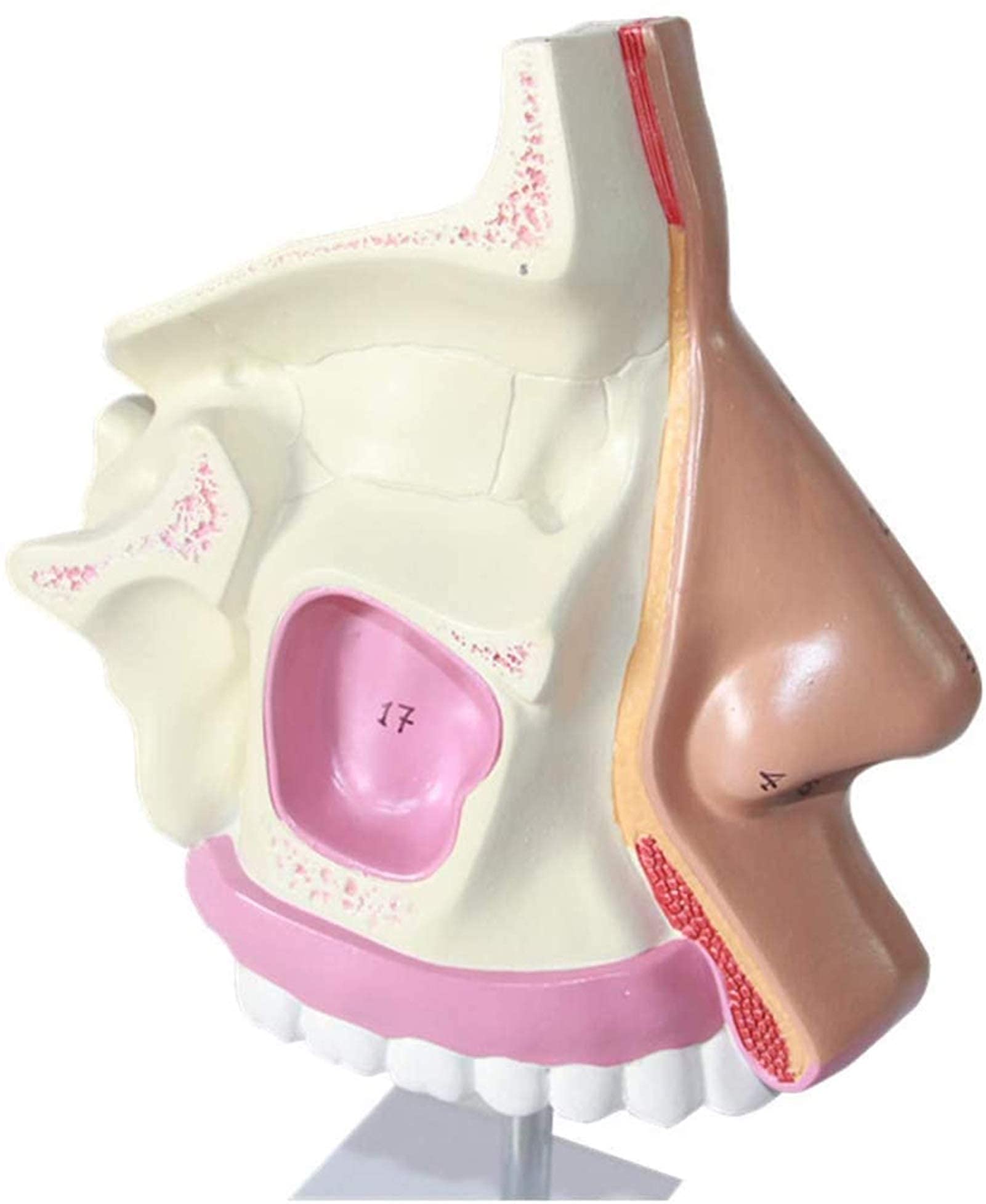 Model Nauczania Model Anatomiczny - Usuwalny Znak Cyfrowy Naukowe Modele Anatomii Anatomiczny Model Narządów Ludzkich - Dla Materiałów Dydaktycznych Medycznych