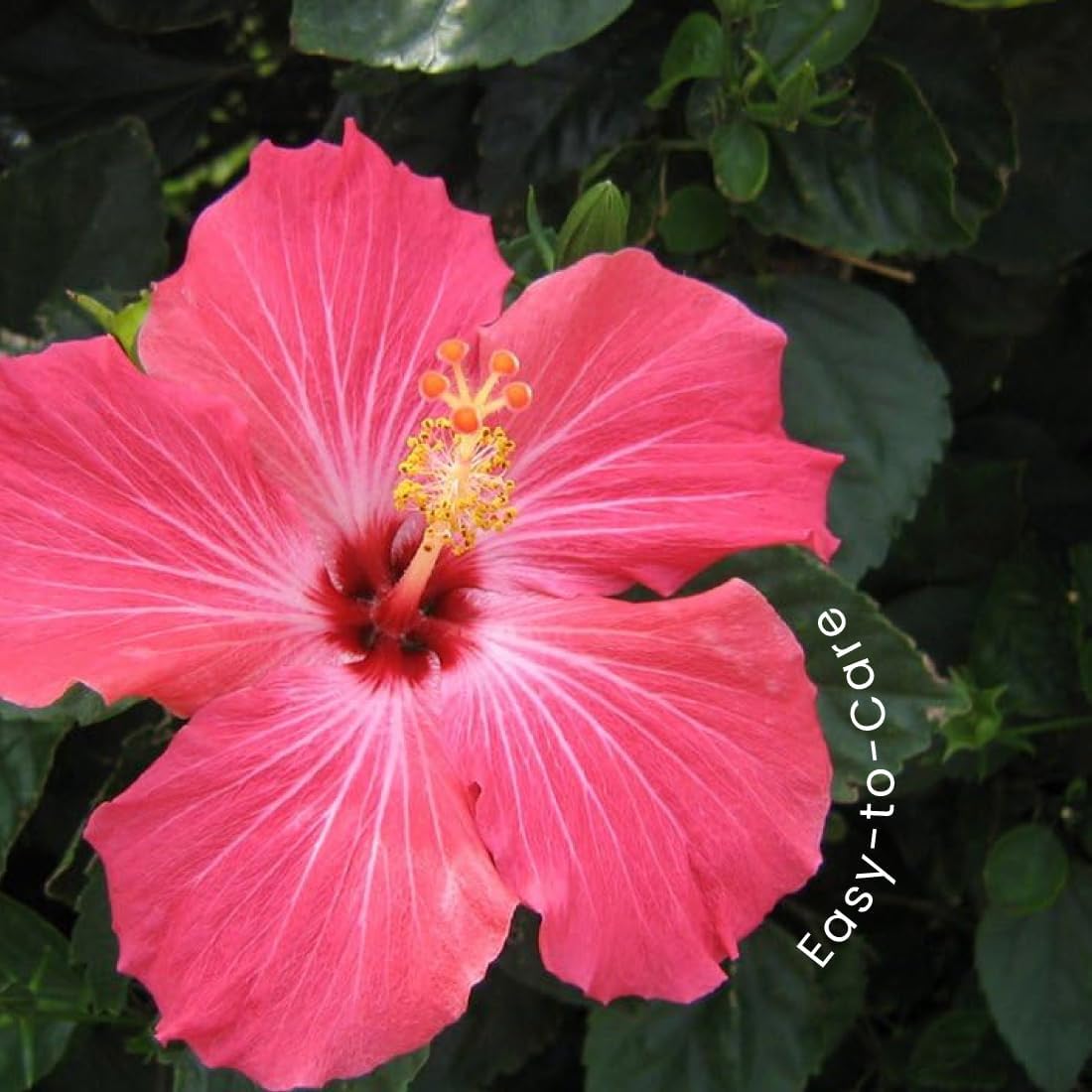 American Plant Exchange Hibiscus Plant ‘Pink’ – 10-Inch Pot – Live Tropical Flowering Shrub, Easy Care Outdoor or Indoor Plant for Patios, Gardens, Balconies & Home Landscape Décor