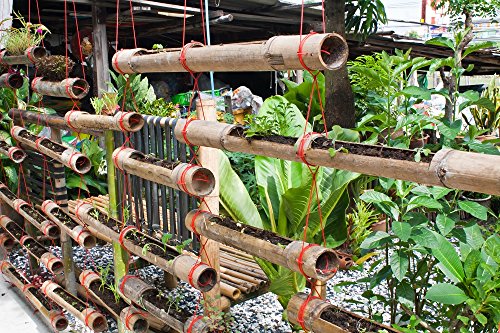 Backyard X-scapes Natural Bamboo Poles 2in x 8ft (10Pieces) - Thumbnail 7