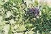 Nortene 120005 - Malla Antipajaros Birdnet 5380/2X05M Vde