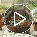 Image of Indian Veggie Combo (Tomato,Chilli, Brinjal, Okra, Capsicum) Planting Seeds | Non-Hybrid, Open Pollinated And Non-GMO | Vegetable Seed For Farming, Home & kitchen Garden (Approx 960)